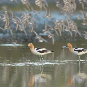 American avocets (Recurvirostra americana) pair in breeding plumage standing in water American avocets (Recurvirostra americana) pair in breeding plumage standing in water