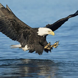 American bald eagle fishing {Haliaeetus leucocephalus} Alaska, USA