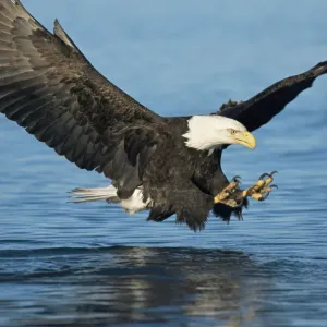 American bald eagle fishing {Haliaeetus leucocephalus} Alaska, USA American bald eagle fishing {Haliaeetus leucocephalus} Alaska, USA