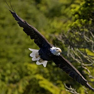 An American Bald Eagle (Haliaeetus leucocephalus) in flight. Vancouver Island, Canada