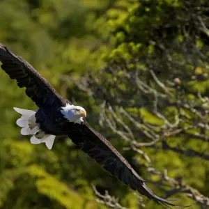 An American Bald Eagle (Haliaeetus leucocephalus) in flight. Vancouver Island, Canada An American Bald Eagle (Haliaeetus leucocephalus) in flight. Vancouver Island, Canada