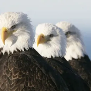 American Bald Eagle Print, Homer Alaska Perch American Bald Eagle Print, Homer Alaska Perch