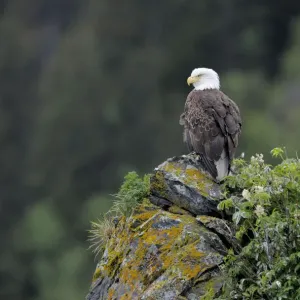 American bald eagle (Haliaeetus leucocephalus) perched on cliff, Alaska, USA, June American bald eagle (Haliaeetus leucocephalus) perched on cliff, Alaska, USA, June