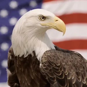 American bald eagle portrait against USA flag {Haliaeetus leucocephalus}