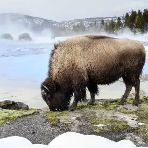 Bisonte americano (Bison bison) femmina che brucia vicino a una piscina termale, neve sul terreno. Bisonte americano (Bison bison) femmina che brucia vicino a una piscina termale, neve sul terreno.