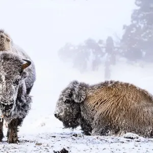 Bisonte americano (Bison bison), due femmine coperte di brina vicino a una sorgente termale, ritratto. Bisonte americano (Bison bison), due femmine coperte di brina vicino a una sorgente termale, ritratto.