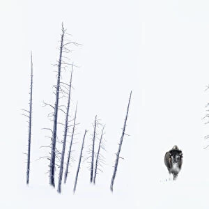 American Bison (Bison bison) frost covered male, standing by dead trees. Firehole River Valley