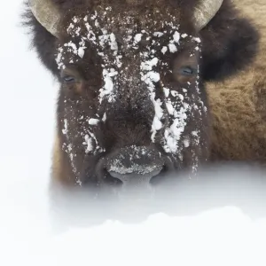 American Bison (Bison bison) lying in snow field, Hayden Valley, Yellowstone National Park