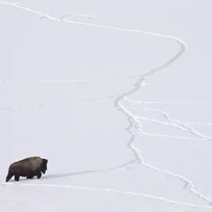American bison (Bison bison) walking through snow using tracks made by other animals