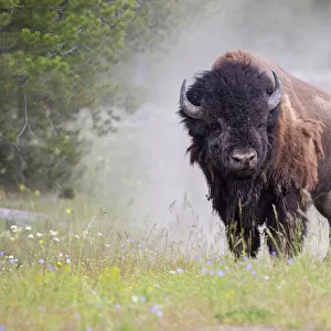 American bison (Bison bison) Yellowstone National Park, Montana, USA