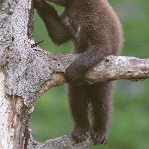 American black bear cub (Ursus americanus), age 6 months