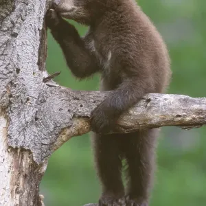 American Black Bear Cub Print, Standing in a Refuge Tree American Black Bear Cub Print, Standing in a Refuge Tree