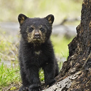 American Black Bear (Ursus americanus) cub. Yellowstone National Park, Wyoming, June