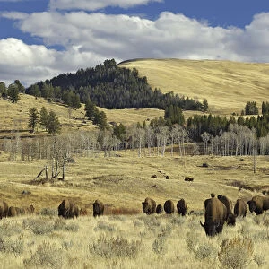 American Buffalo / Bison (Bison bison) grazing in open plains. Yellowstone National Park