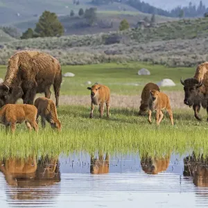American Buffalo or Bison (Bison bison) groups with calves, Yellowstone National Park American Buffalo or Bison (Bison bison) groups with calves, Yellowstone National Park
