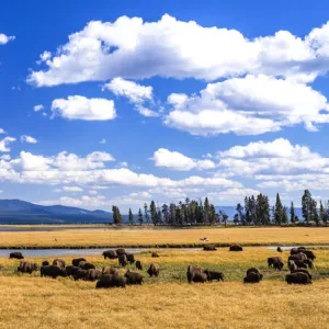 American buffalo (Bison bison) herd. Yellowstone National Park, Wyoming, USA