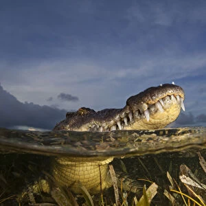 American crocodile (Crocodylus acutus) split level with animal resting at surface