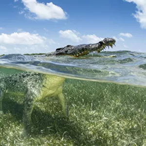 American crocodile (Crocodylus acutus) on seagrass bed. Head surfacing, split level view