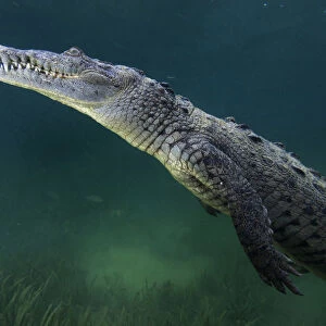 American crocodile (Crocodylus acutus), Jardines de la Reina / Gardens of the Queen