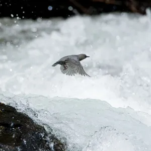 American Dipper (Cinclus mexicanus) in flight over white water rapids. Lee Vining Creek