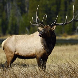 American elk (Cervus elaphus canadensis) stag sticking tongue out, Yellowstone National Park