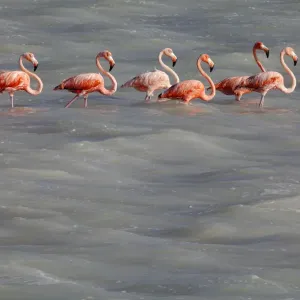 American Flamingo (Phoenicopterus ruber), Ria Lagartos Biosphere Reserve, Yucatan Peninsula American Flamingo (Phoenicopterus ruber), Ria Lagartos Biosphere Reserve, Yucatan Peninsula