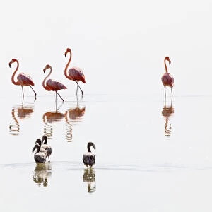 American Flamingo (Phoenicopterus ruber) juveniles following adults, Ria Lagartos Biosphere Reserve