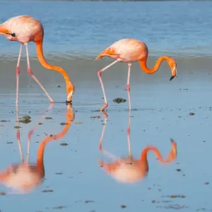 Falena americana (Phoenicopterus ruber) due che si nutrono sulla riva, Punta Cormorant. Falena americana (Phoenicopterus ruber) due che si nutrono sulla riva, Punta Cormorant.