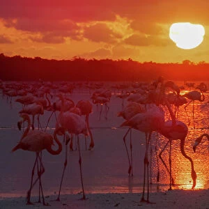 American flamingo (Phoenicopterus ruber) flock, feeding in lake at sunset, Rio Lagartas Biosphere Reserve, Yucatan Peninsula, Mexico