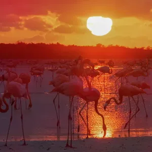 American flamingo (Phoenicopterus ruber) flock, feeding in lake at sunset, Rio Lagartas Biosphere Reserve, Yucatan Peninsula, Mexico American flamingo (Phoenicopterus ruber) flock, feeding in lake at sunset, Rio Lagartas Biosphere Reserve, Yucatan Peninsula, Mexico