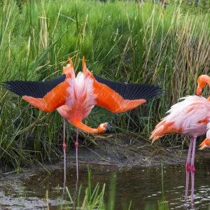 American Flamingo Print: Four Birds with One Displaying American Flamingo Print: Four Birds with One Displaying