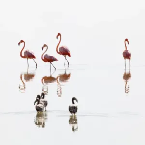 American Flamingo (Phoenicopterus ruber) juveniles following adults, Ria Lagartos Biosphere Reserve American Flamingo (Phoenicopterus ruber) juveniles following adults, Ria Lagartos Biosphere Reserve