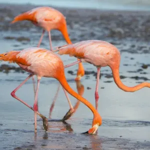 American Flamingo Print, Phoenicopterus ruber Pair in Courtship