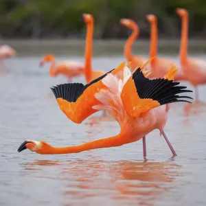 American flamingo (Phoenicopterus ruber) performing courtship wing flashing, Quinta Playa, Isabela Island, Galapagos Islands, Ecuador American flamingo (Phoenicopterus ruber) performing courtship wing flashing, Quinta Playa, Isabela Island, Galapagos Islands, Ecuador