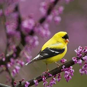 American goldfinch (Carduelis tristis) male in breeding plumage, perched in Eastern