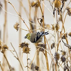 American Goldfinch (Carduelis tristis) female feeding on flower seeds, Bosque del Apache