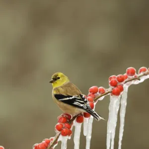 American goldfinch (Carduelis tristis), adult in winter plumage perched on icy branch American goldfinch (Carduelis tristis), adult in winter plumage perched on icy branch