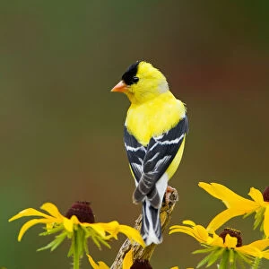 American Goldfinch (Carduelis tristis) male, perched amid Black-eyed Susan (Rudbeckia sp