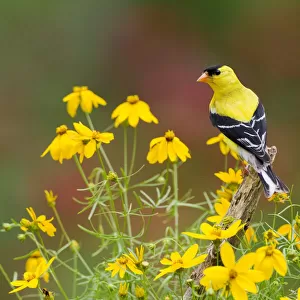 American Goldfinch (Carduelis tristis) male, perched amid yellow Threadleaf Coreopsis