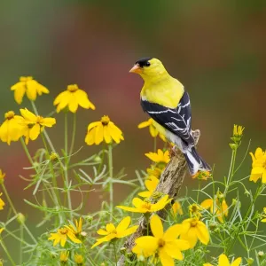 Le Goldfinch d'Amérique (Carduelis tristis) mâle, perché au milieu de la Coreopsis à feuilles filiformes jaunes. Le Goldfinch d'Amérique (Carduelis tristis) mâle, perché au milieu de la Coreopsis à feuilles filiformes jaunes.