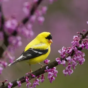 American Goldfinch Male in Breeding Plumage Print American Goldfinch Male in Breeding Plumage Print