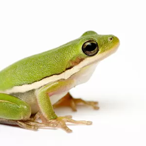 American green tree frog {Hyla cinerea}