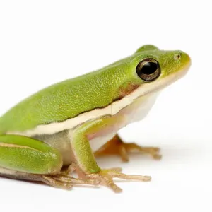 American Green Tree Frog Print American Green Tree Frog Print