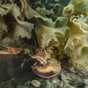 Homard américain / homard du Nord (Homarus americanus) partiellement caché sous des algues, Nouvelle-Écosse. Homard américain / homard du Nord (Homarus americanus) partiellement caché sous des algues, Nouvelle-Écosse.