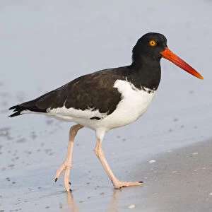 American oystercatcher (Haematopus palliatus) foraging at waters edge, Indian Shores
