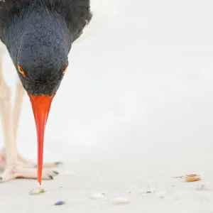 American oystercatcher (Haematopus palliatus), closeup of individual feeding by using