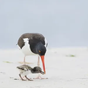 American oystercatcher Print: Adult feeding chick, Long Island, New York American oystercatcher Print: Adult feeding chick, Long Island, New York