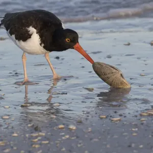 Le goéland d'Amérique (Haematopus palliatus) se nourrissant de Calico Clam, peu après l'aube. Le goéland d'Amérique (Haematopus palliatus) se nourrissant de Calico Clam, peu après l'aube.