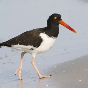 American oystercatcher (Haematopus palliatus) foraging at waters edge, Indian Shores American oystercatcher (Haematopus palliatus) foraging at waters edge, Indian Shores