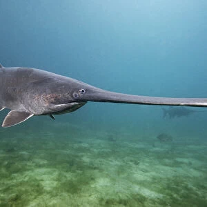 American paddlefish (Polyodon spathula), an introduced species native to the Mississippi River Basin, USA, swimming over lake bed, private lake, Moscow region, Russia